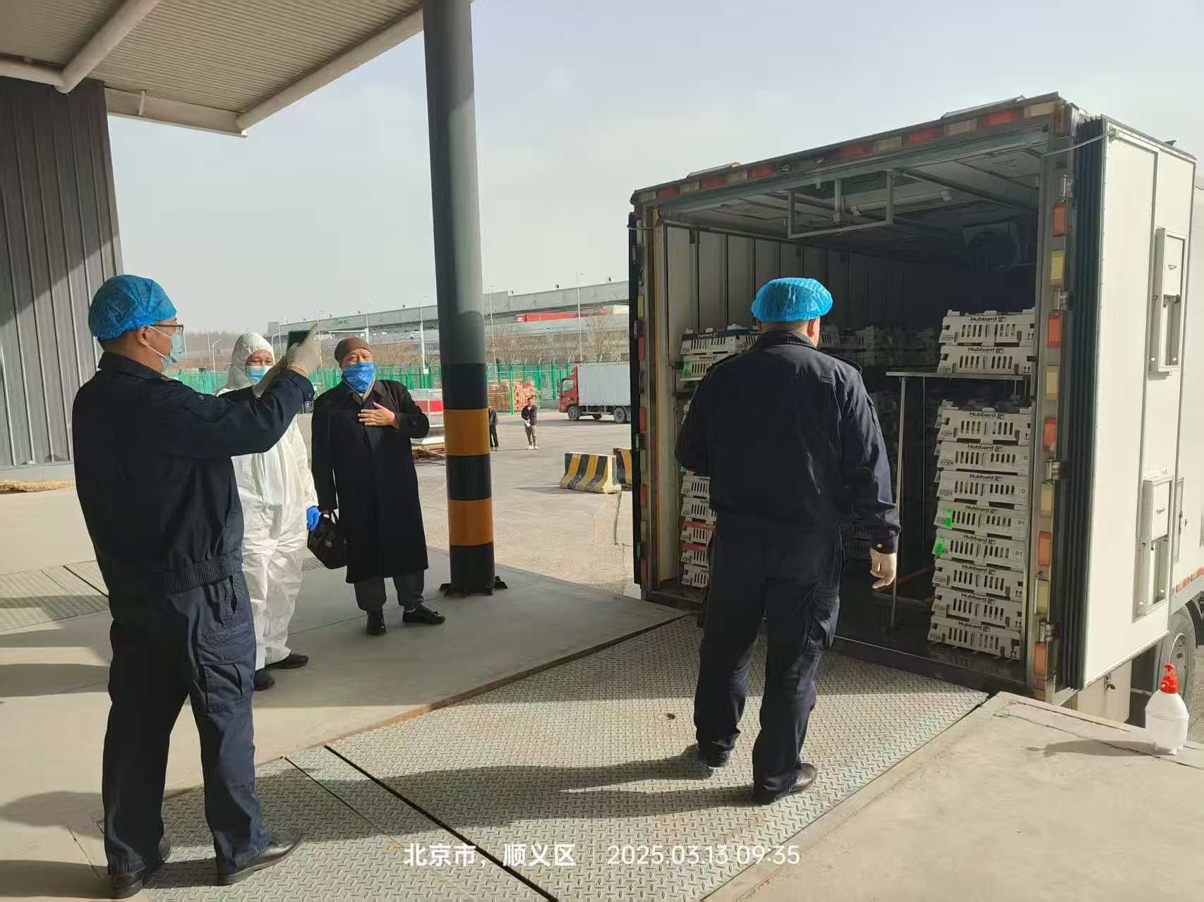 【引种】喜讯！4001百老汇股份从法国引进的第二批祖代白羽肉种鸡尘埃落定