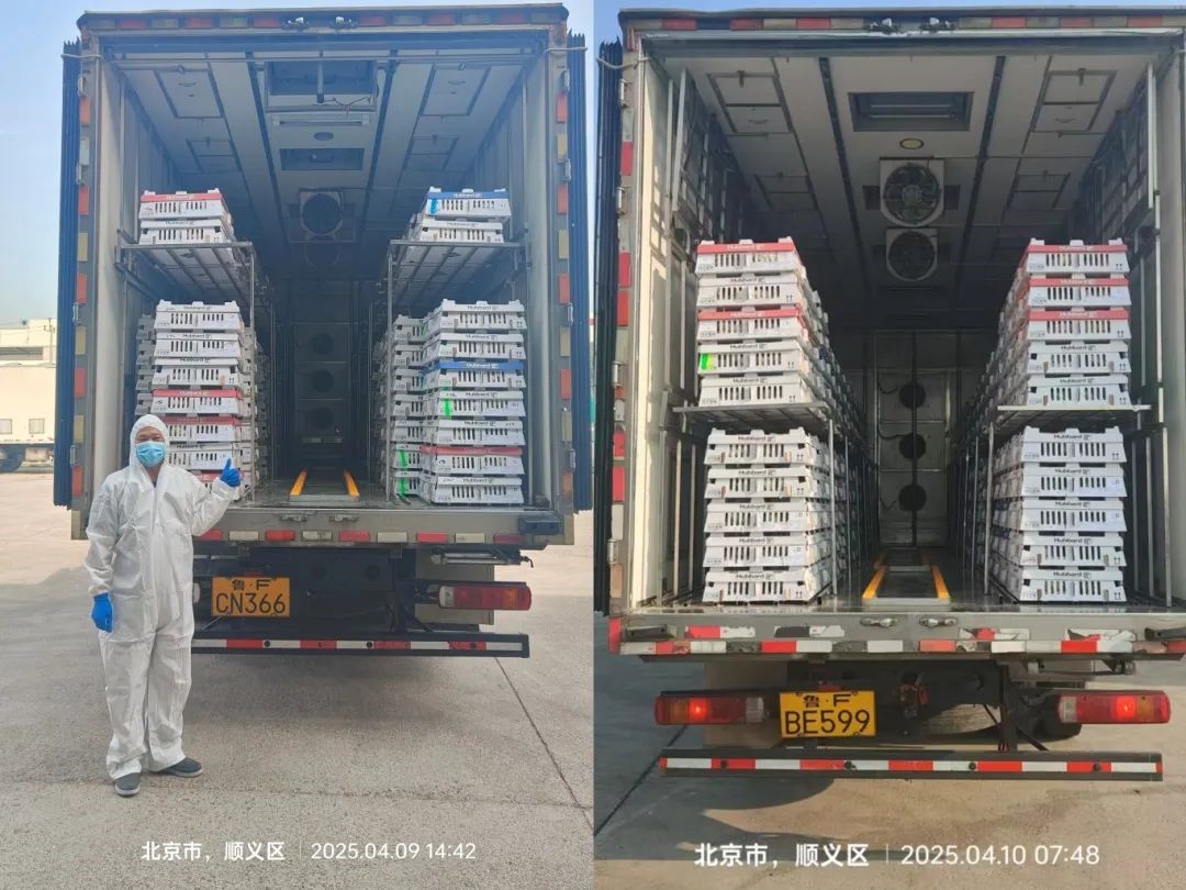 【引种】引种前锋肩负起保险粮食安全的重任——4001百老汇股份第三批祖代鸡顺利引进