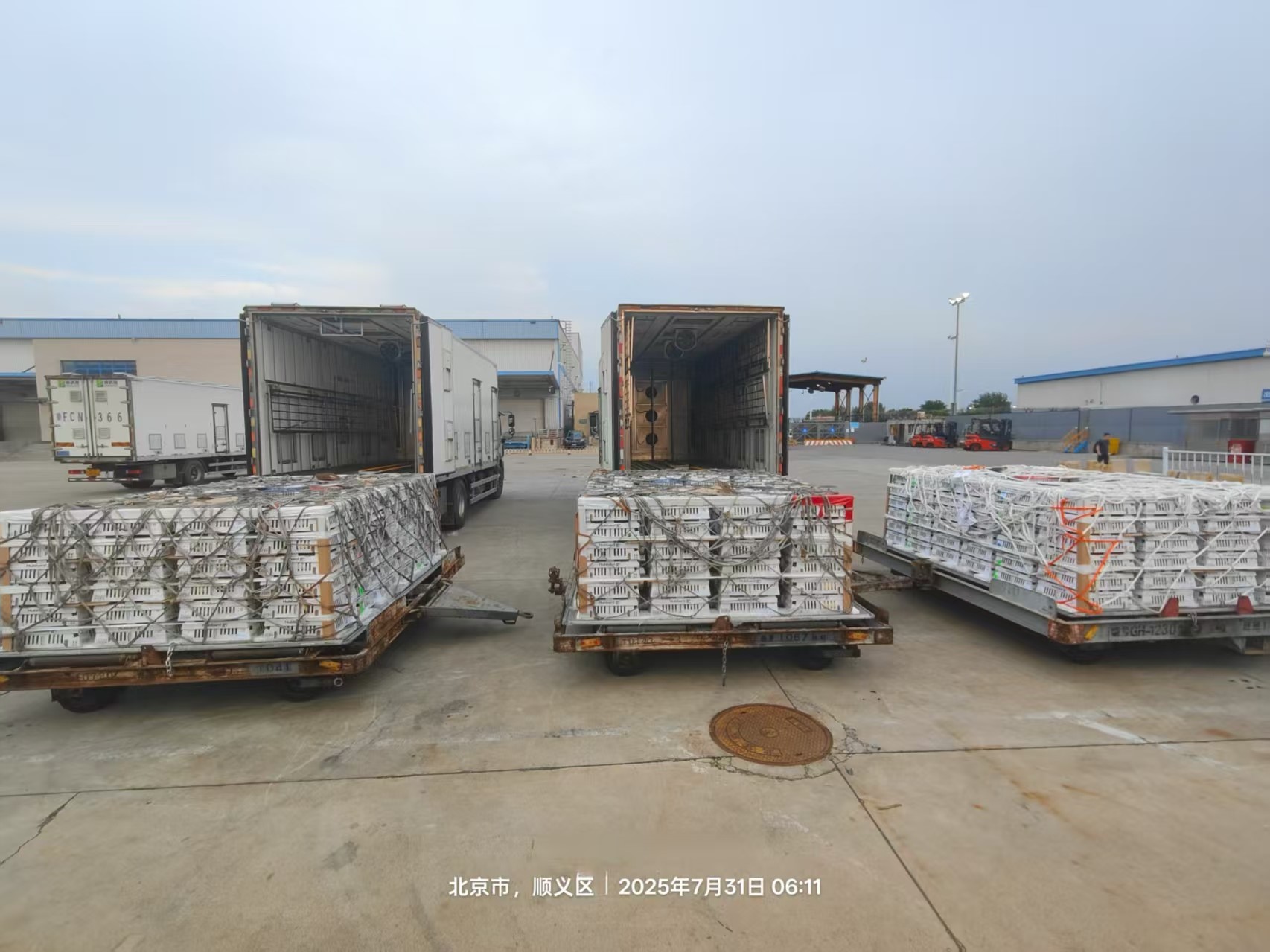 【新闻】4001百老汇股份7月第三批1.3万套祖代种鸡顺利入场，年度引种突破13.2万套